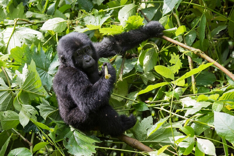 A young mountain gorilla perched in a leafy tree during luxury Africa honeymoons in the wild.