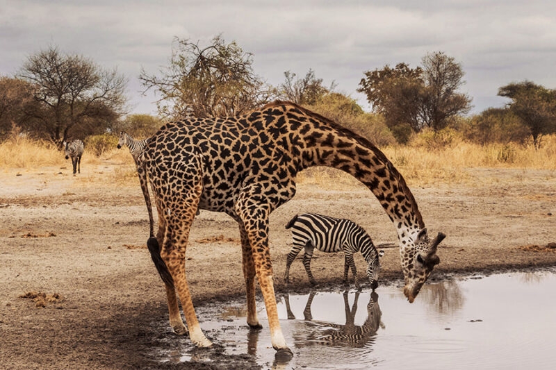 A giraffe leans down to drink from a pool near zebras during luxury Africa honeymoon trips.