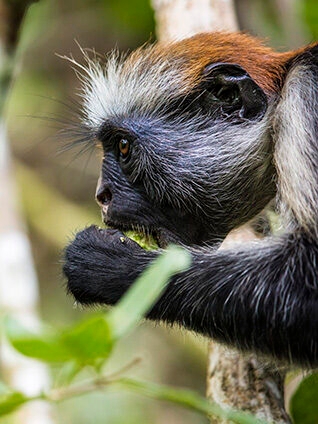 Close-up of a Red Colobus monkey feeding in a tree, a highlight of luxury Africa honeymoon holidays.