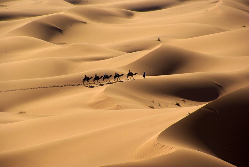A line of people riding camels across golden desert sand dunes on luxury Africa honeymoon holidays.