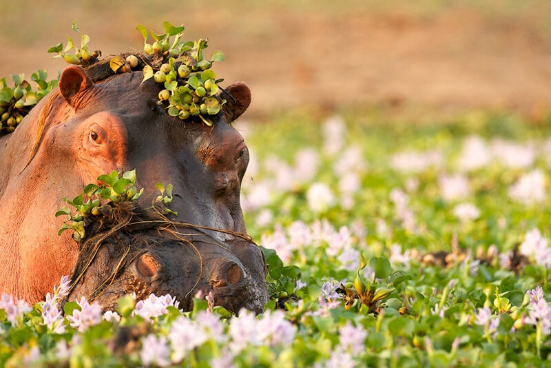 A hippo submerged in a river filled with flowering plants during luxury Africa honeymoons.