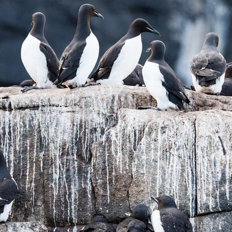 Guillemots nesting on Alkefjellet bird cliff, Hinlopen Strait, Svalbard, Norway