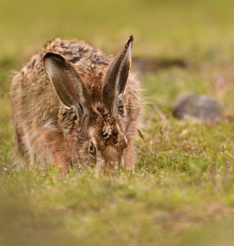 A wild hare grazing in short grass