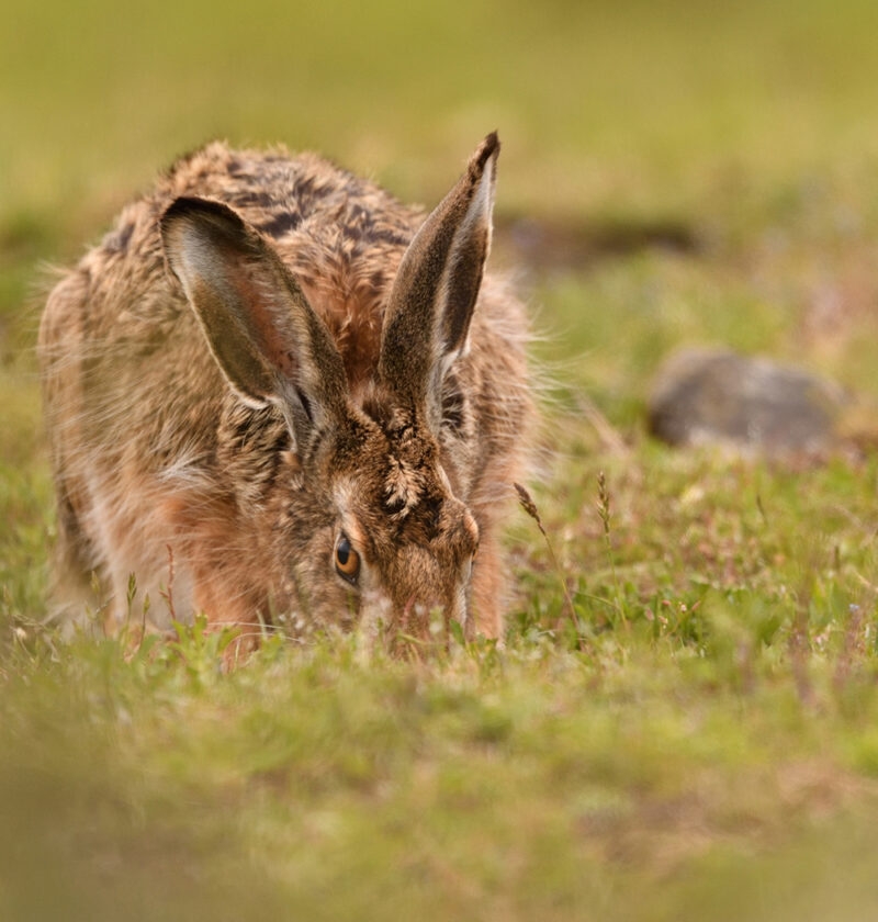 A wild hare grazing in short grass