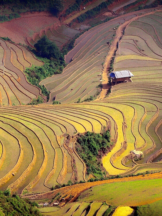 A steep hillside covered in vibrant, curving rice paddy terraces in shades of green, yellow, and brown, with a small house at the top.