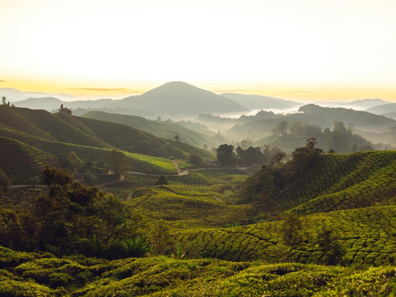 Rolling hills of a misty tea plantation at sunrise, perfect for luxury asian family holidays.