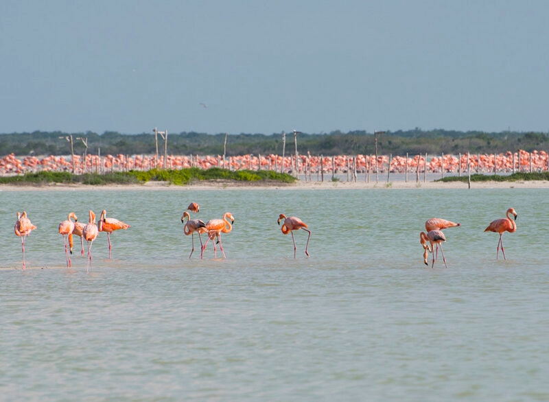 Small group of pink flamingos wading in shallow, calm water with a massive flock visible in the background. luxury wildlife and safari trips