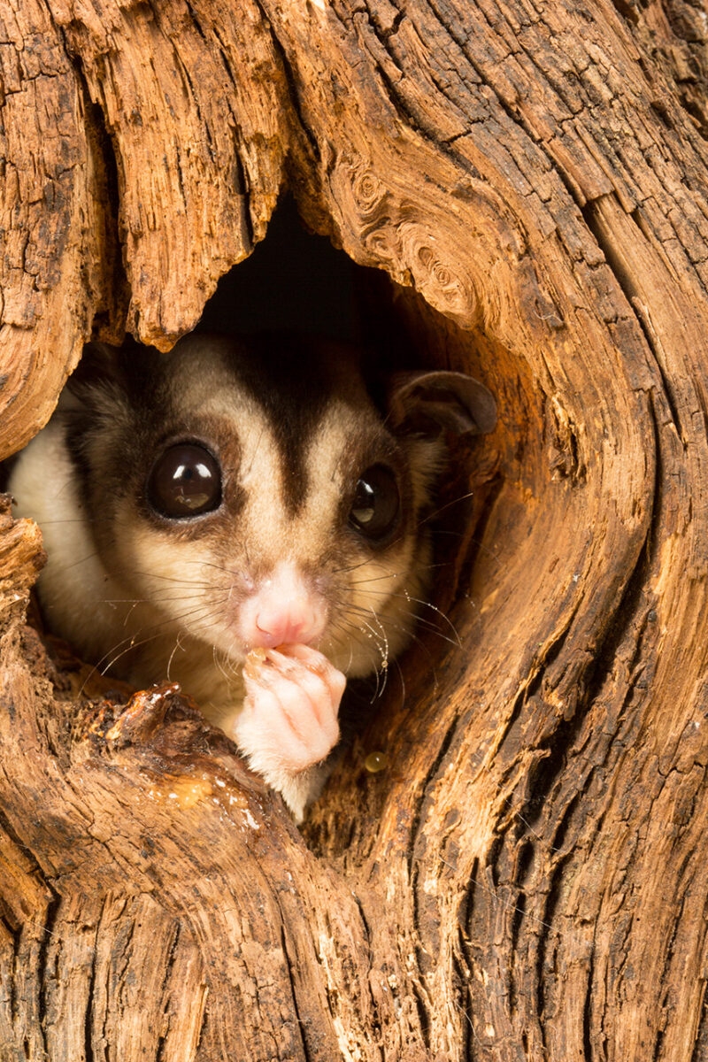 A small sugar glider peers out of a dark hole in a tree trunk, holding food in its tiny hand. luxury wildlife and safari vacations