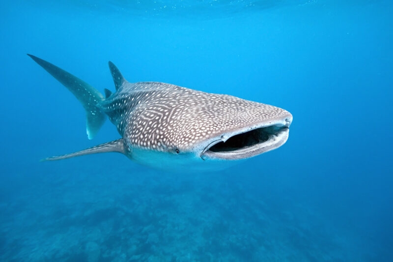 A large, speckled whale shark swims underwater in clear blue water with its mouth open. luxury wildlife and safari trips