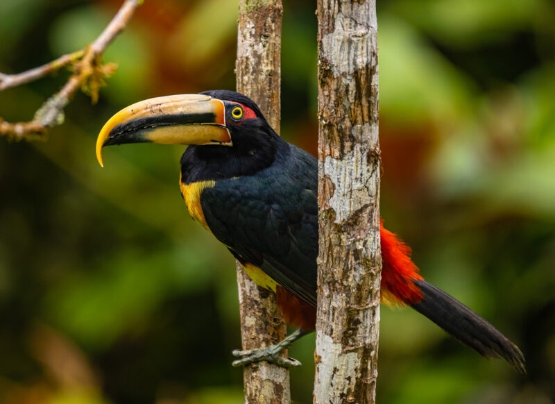 Black and yellow toucan with a huge beak perches on a tree trunk in a tropical forest. luxury wildlife and safari tours