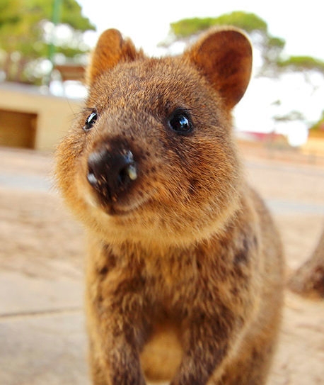A friendly quokka peering into a camera lens