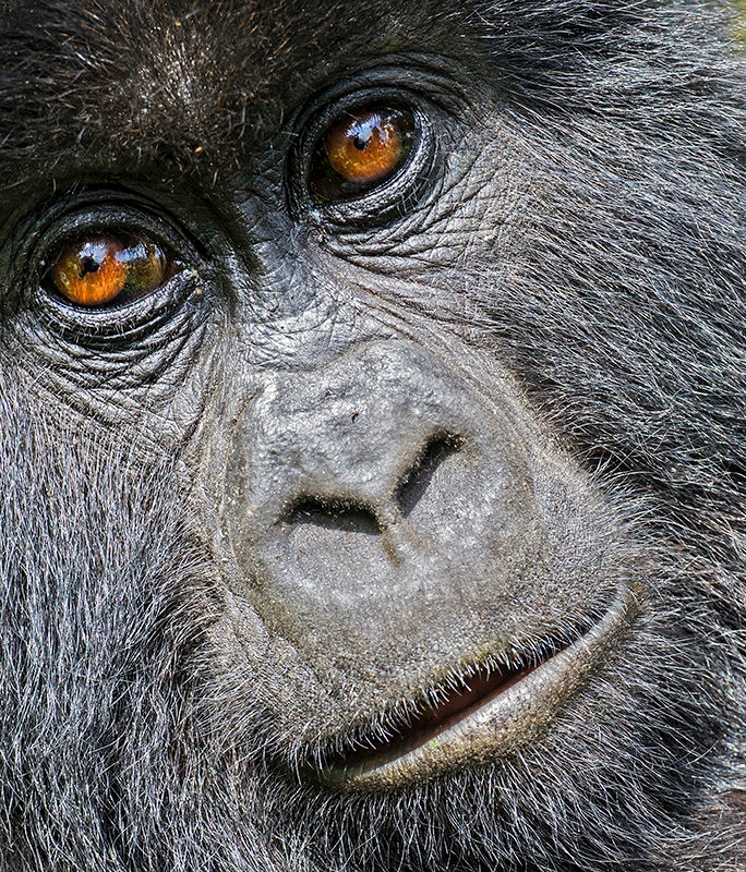 Extreme close-up of a mountain gorilla's face, focusing on its deep brown eyes and coarse black fur. luxury wildlife and safari holidays