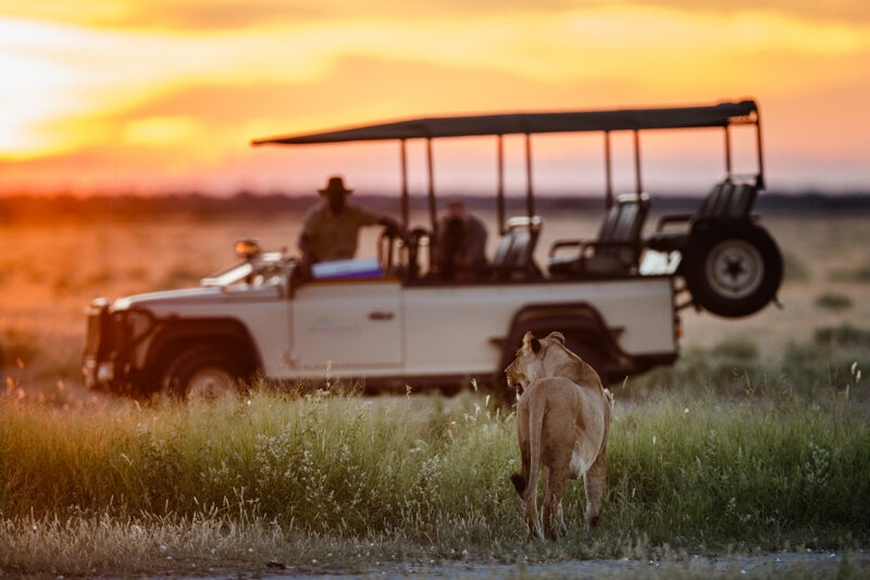 A lioness walks away from the viewer in tall grass with a safari jeep and sunset in the blurred background. luxury wildlife and safari holidays