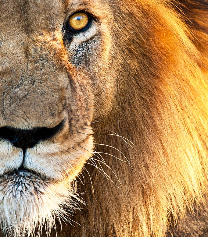 Close up of a male lion face looking down the camera lens