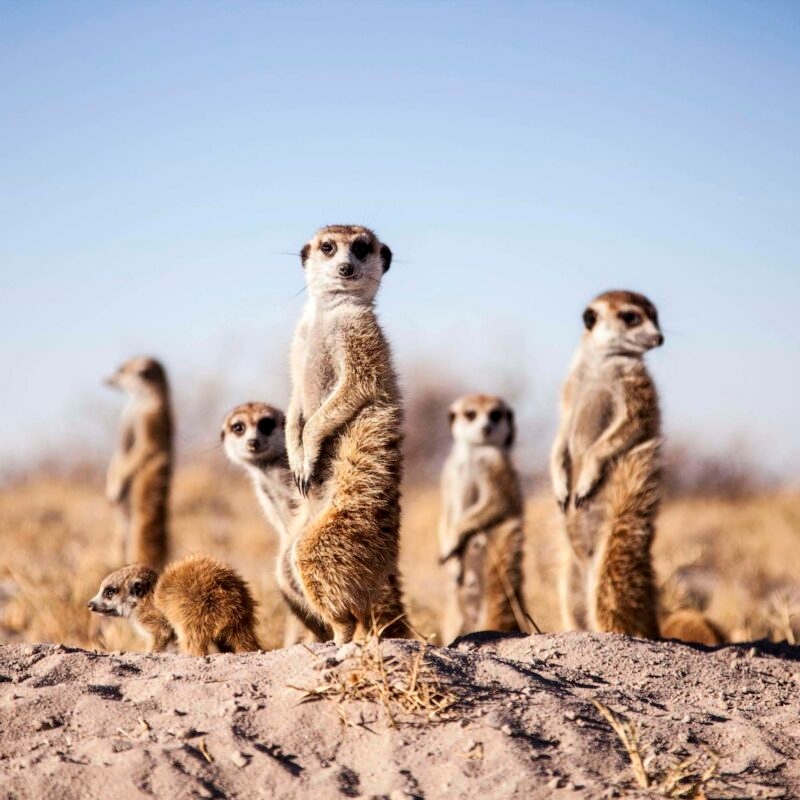 A group of meerkats stands alert on a mound of dirt in a dry, sun-drenched savanna environment. luxury wildlife and safari vacations