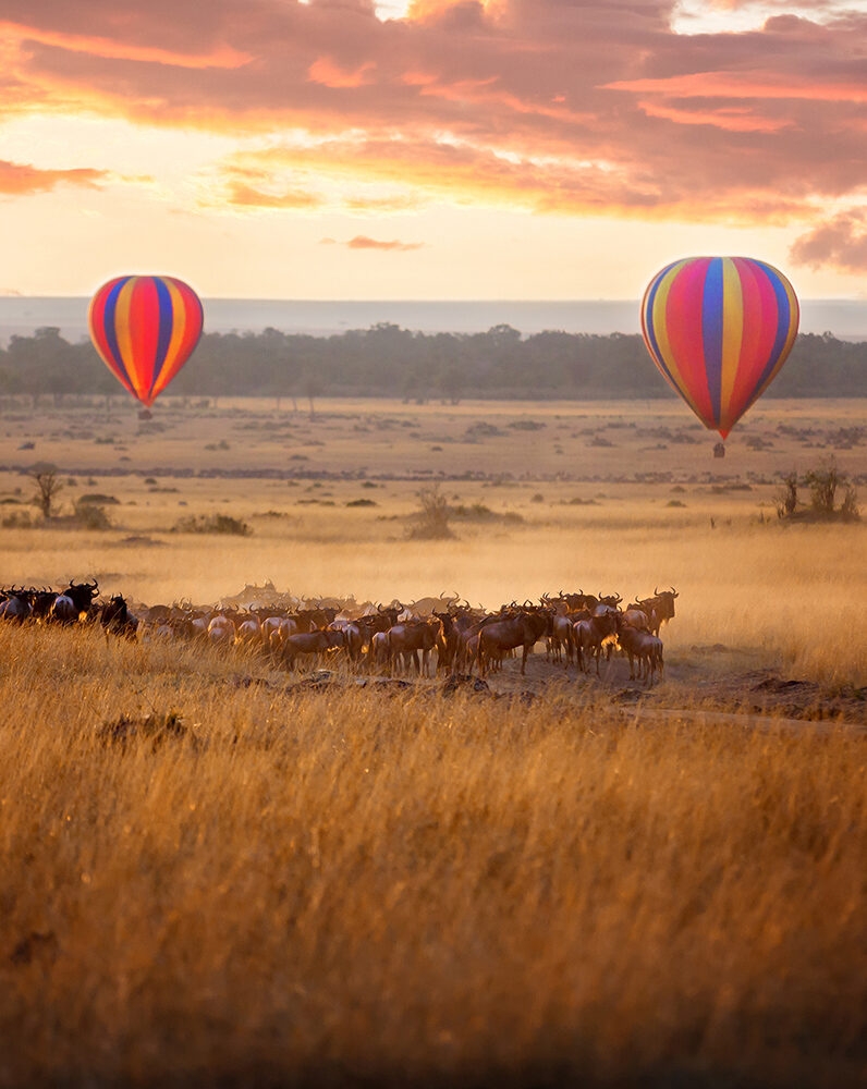 Colorful hot air balloons fly over a wildebeest herd at sunrise during a luxury Grand Tours of Africa.