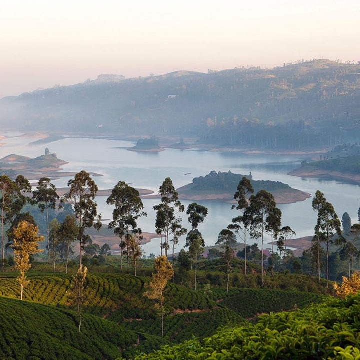 Misty mountain landscape featuring tea plantations and a large lake on luxury Indian Subcontinent trips.