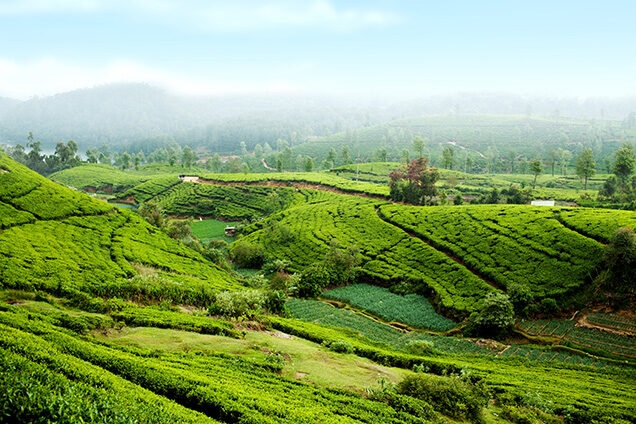 Vast, terraced green tea plantations on misty hills, featured in luxury Indian Subcontinent trips.