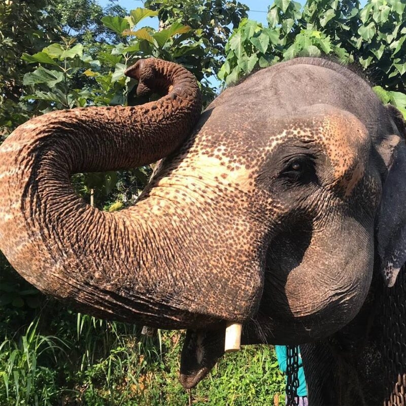 Close-up profile of an elephant with its trunk raised high on luxury Indian Subcontinent tours.