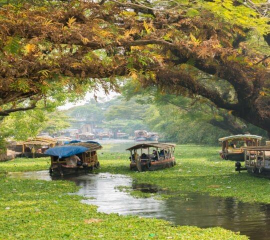 Houseboats on a river drifting under leaning tree branches in the Kerala backwaters, India