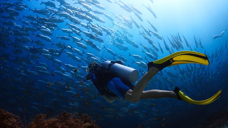 adventure trips - Scuba diver finning towards a school of Jack fish