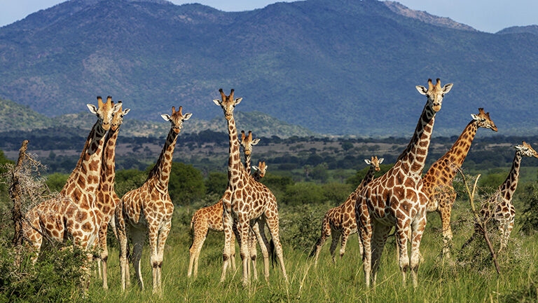 Beautiful group of giraffes, forming a tower of giraffes in the