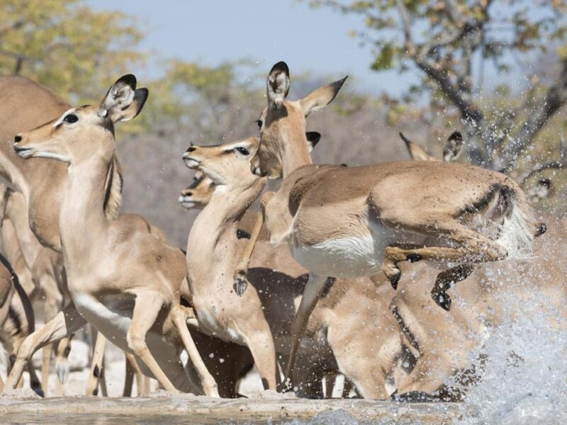 Wild gazelle running through water