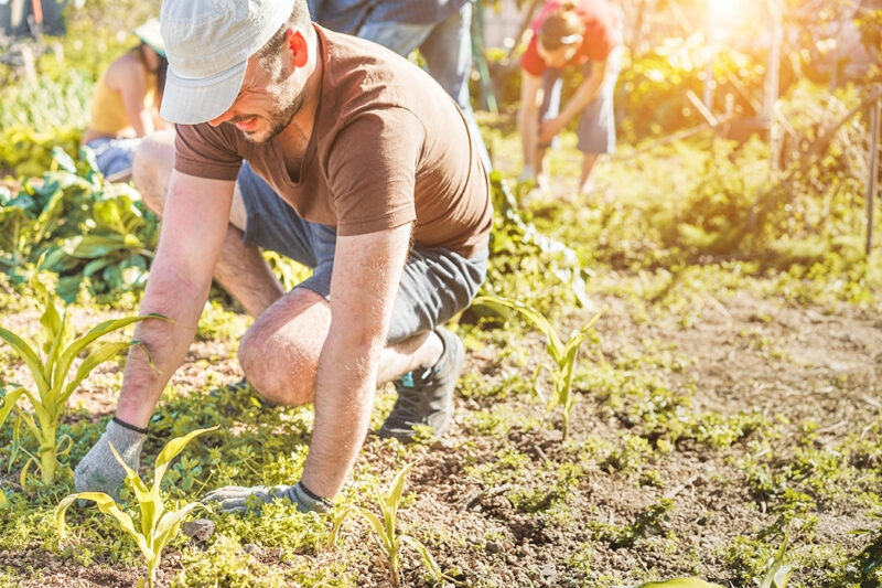 A man gardening in a sunny field on positive impact trips.