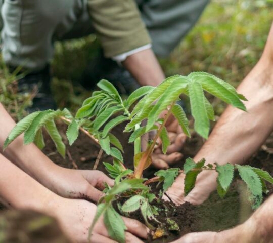 Close up of hands planting leafy plants