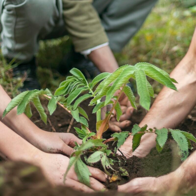 Close up of hands planting leafy plants