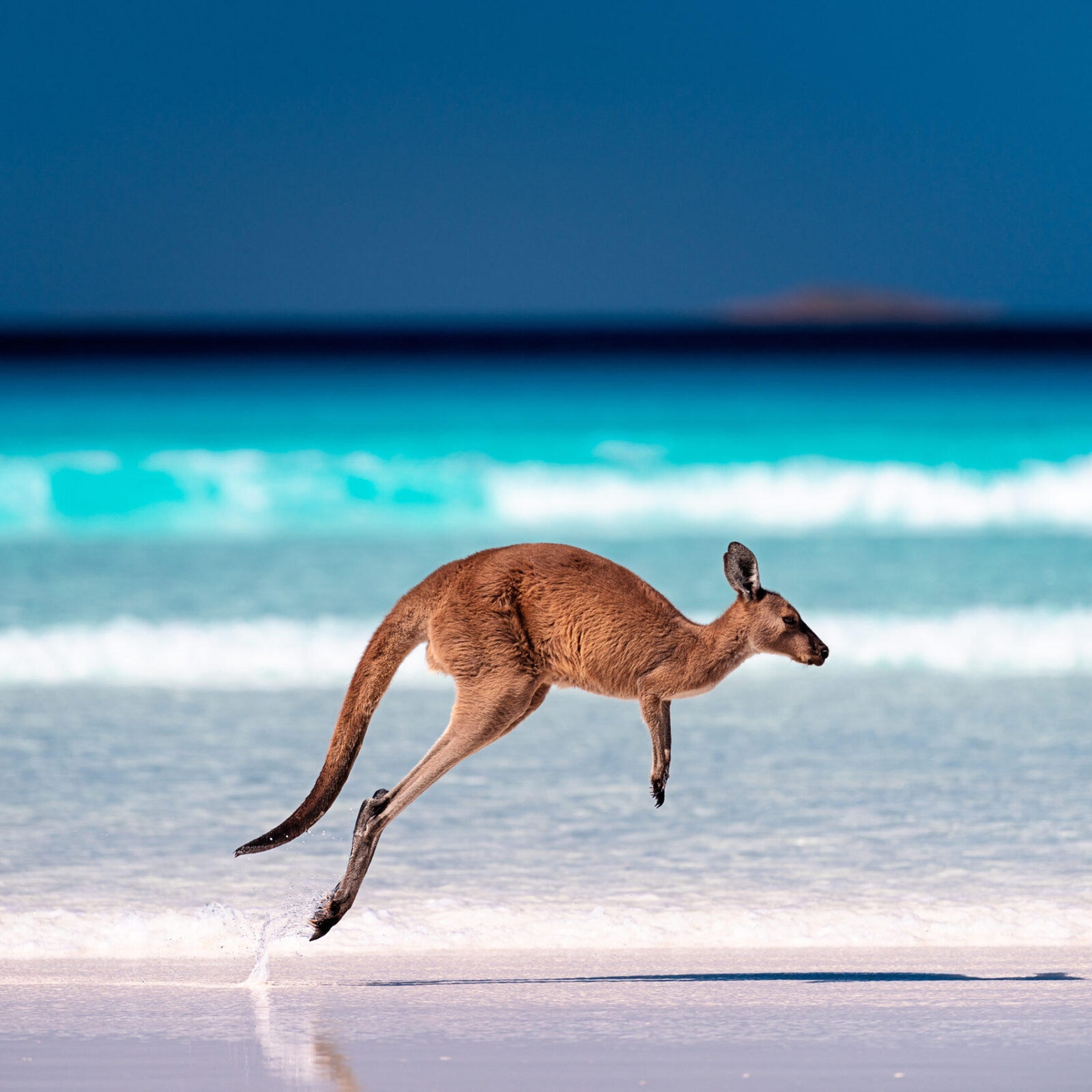 Western Australia preview image