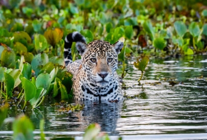 Conservation and Wildlife in Brazil