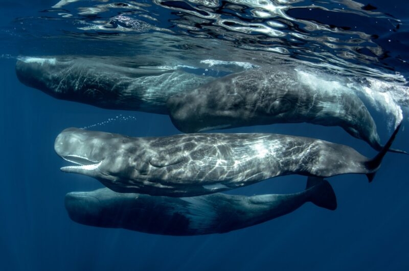 An underwater view of a pod of sperm whales