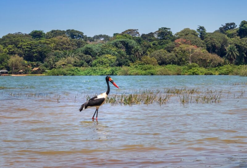 A black and white stork with a red and yellow beak stands in a large body of water.