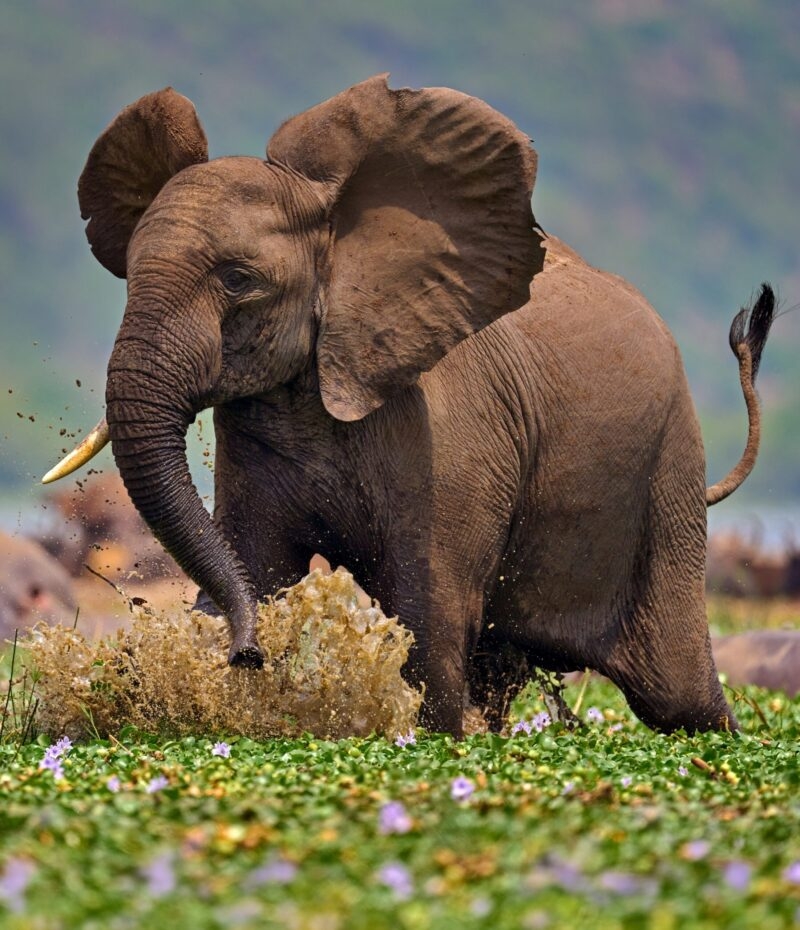 A large elephant splashes muddy water while walking through a field of water hyacinths.
