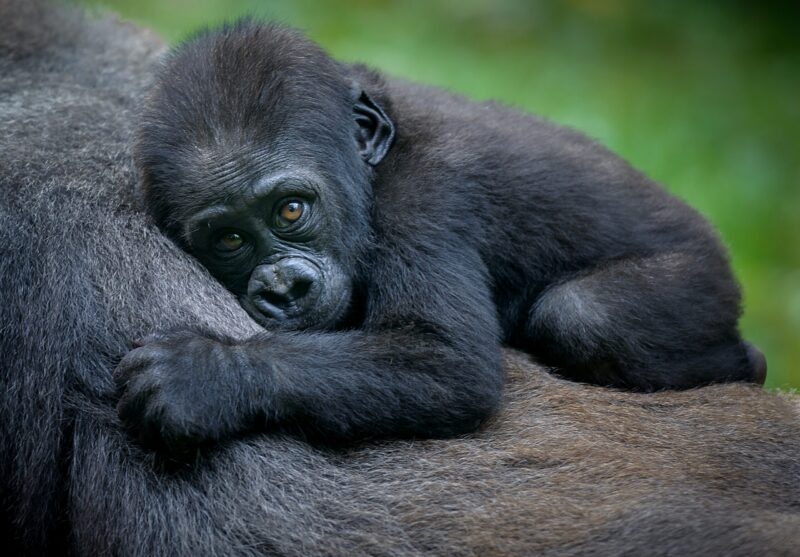 Baby gorilla with brown eyes resting its head on its mother’s back during luxury Uganda safaris.