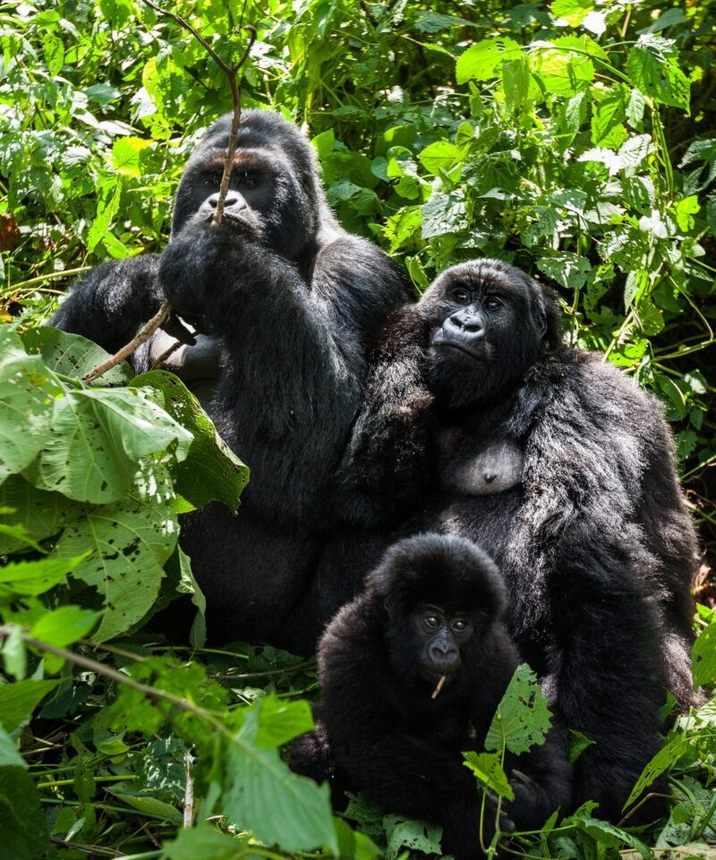 Three gorillas of various sizes sit nestled together in thick green leaves and branches.