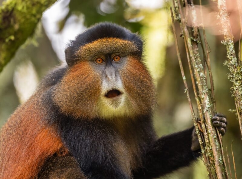 Close-up of a golden monkey with orange fur and amber eyes on luxury Uganda holidays.