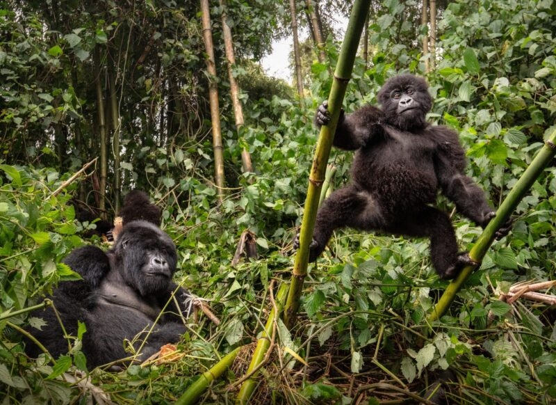 An adult gorilla sits in thick leaves while a smaller gorilla hangs from bamboo stalks nearby.