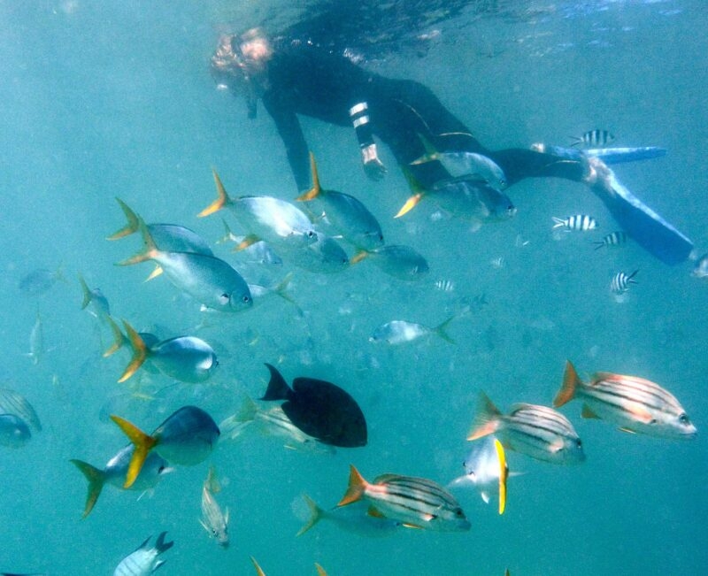 School of tropical fish and view of snorkeler at water surface