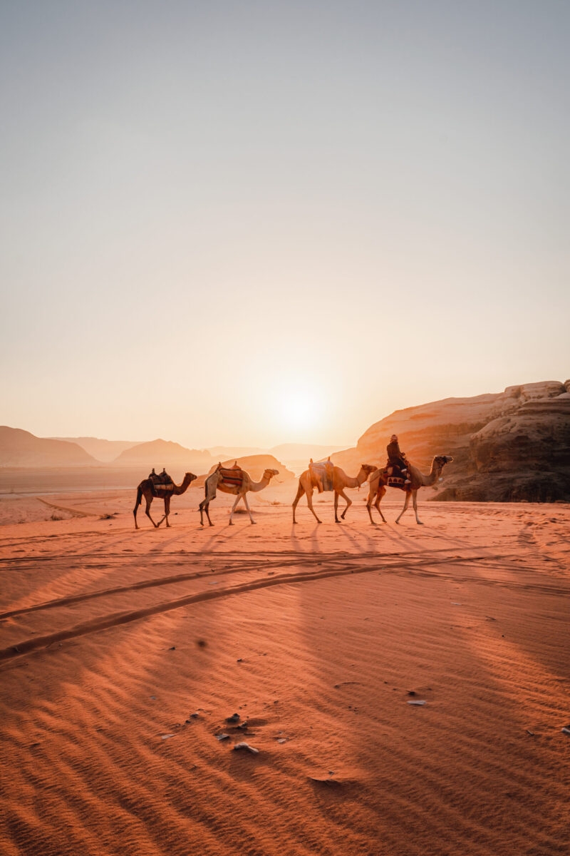 A camel train being driven across the red sands of the Wadi Rum desert in Jordan, with the sun low on the horizon casting long shadows across the sand