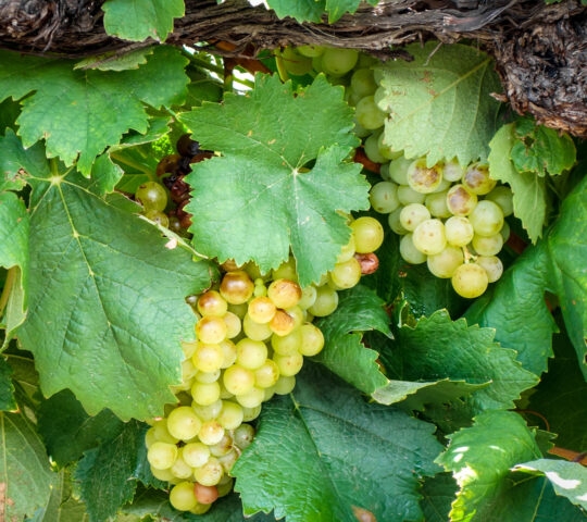 Close up on bunches of green grapes on a vine.