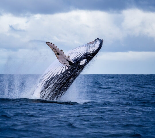A humpback whale breaches off the coast of Australia.