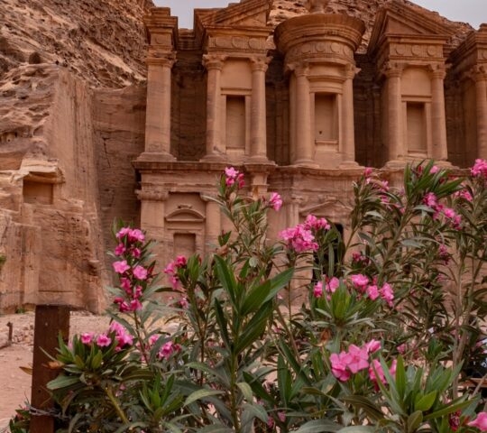 The Treasury building carved out of rock in the ancient city of Petra, with pink spring flowers in the foreground
