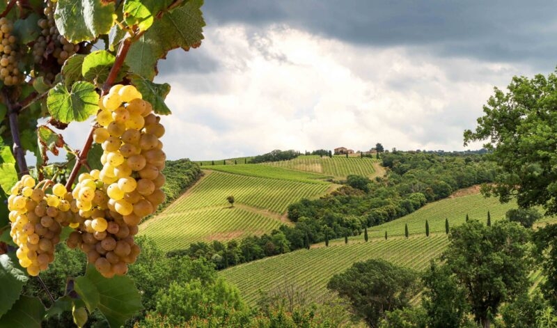 Wine production with ripe grapes before harvest in an old vineyard with winery in the tuscany wine growing area near Montepulciano, Italy Europe