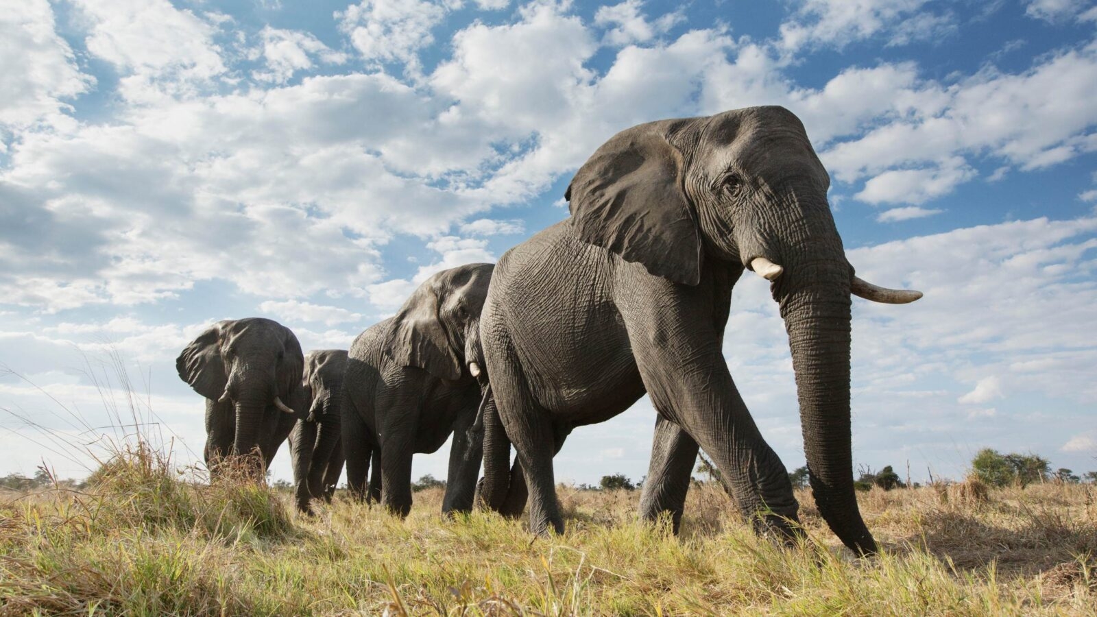 Elephants roaming through the grassy plains