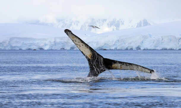 Whales of the Weddell Sea