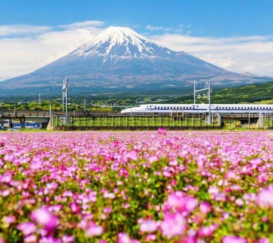 A white Shinkansen bullet train passes in front of the snow-capped Mount Fuji, with a foreground of vibrant pink and purple flowers.