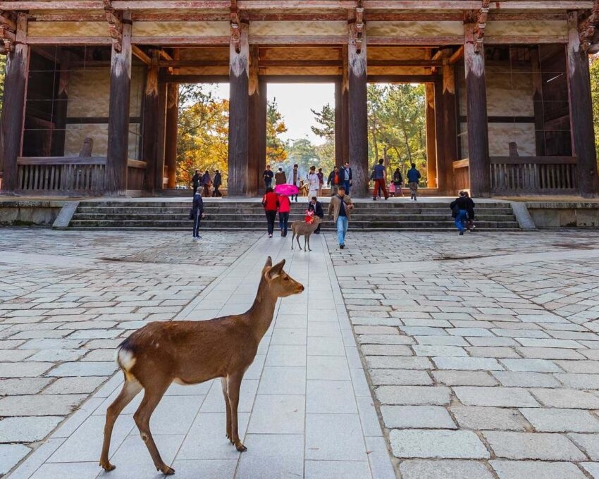 A wild Sika deer stands on a path in the foreground of a massive, traditional brown wooden temple gate, with people walking through.