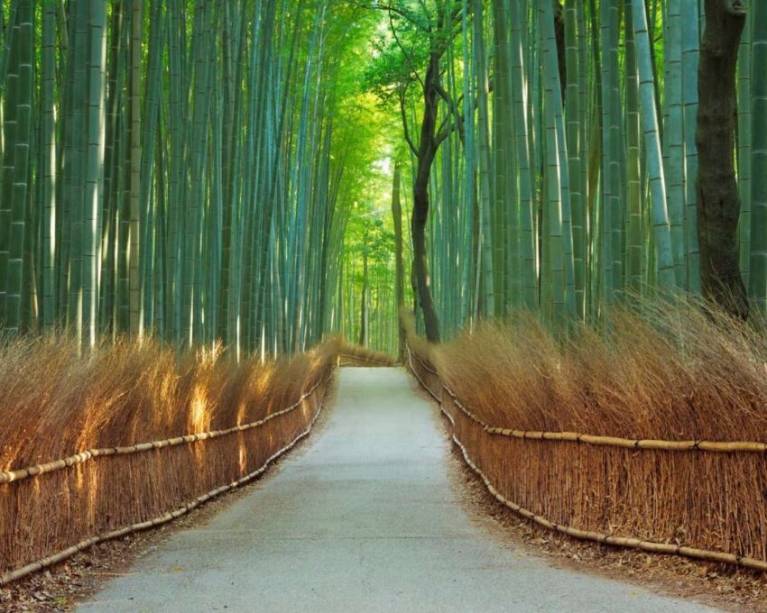 A serene, paved pathway leading through the towering, green stalks of the Arashiyama Bamboo Grove in Kyoto.